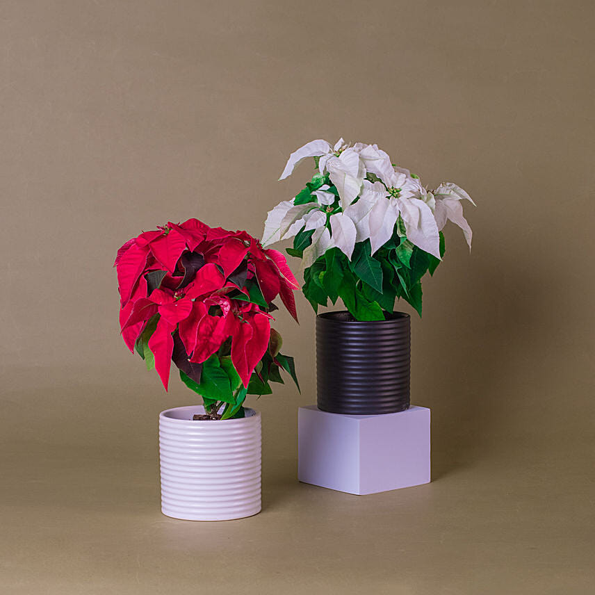 Red & White Poinsettia Designer Plant Pots: Christmas Plants Singapore
