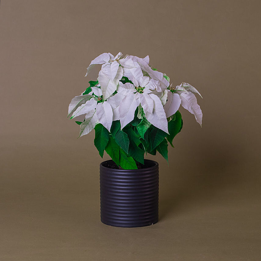 White Poinsettia Designer Plant Pot: Christmas Plants Singapore