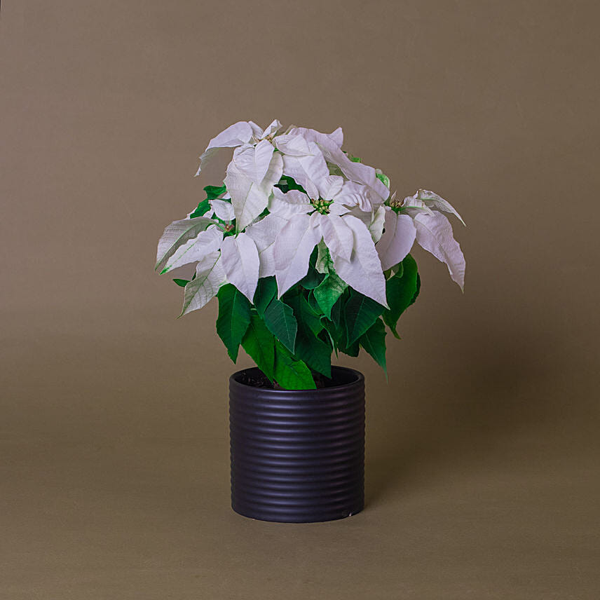 White Poinsettia Designer Plant Pot: Indoor Bedroom Plants