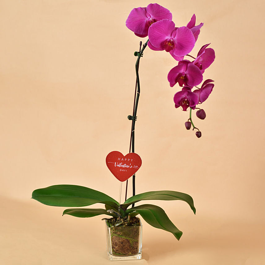 Purple Orchid Single Stem in Glass Vase: Valentines Day Gifts For Her
