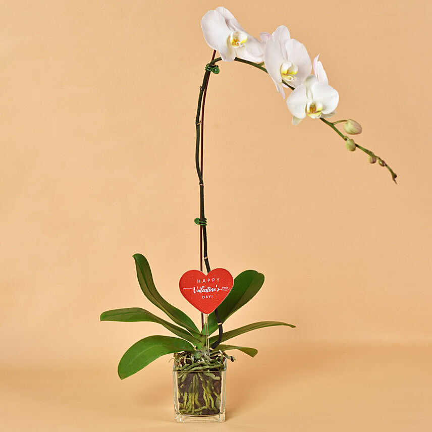 White Orchid Single Stem in Square Glass Vase: Kiss Day Gifts