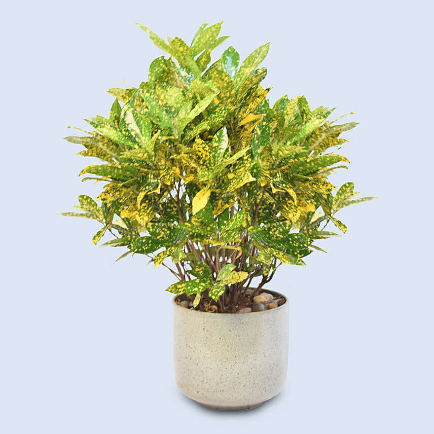 Attractive Graden Croton Plant: For Mom
