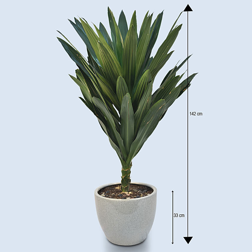 Dracaena Plant In Round Pot: For Mom