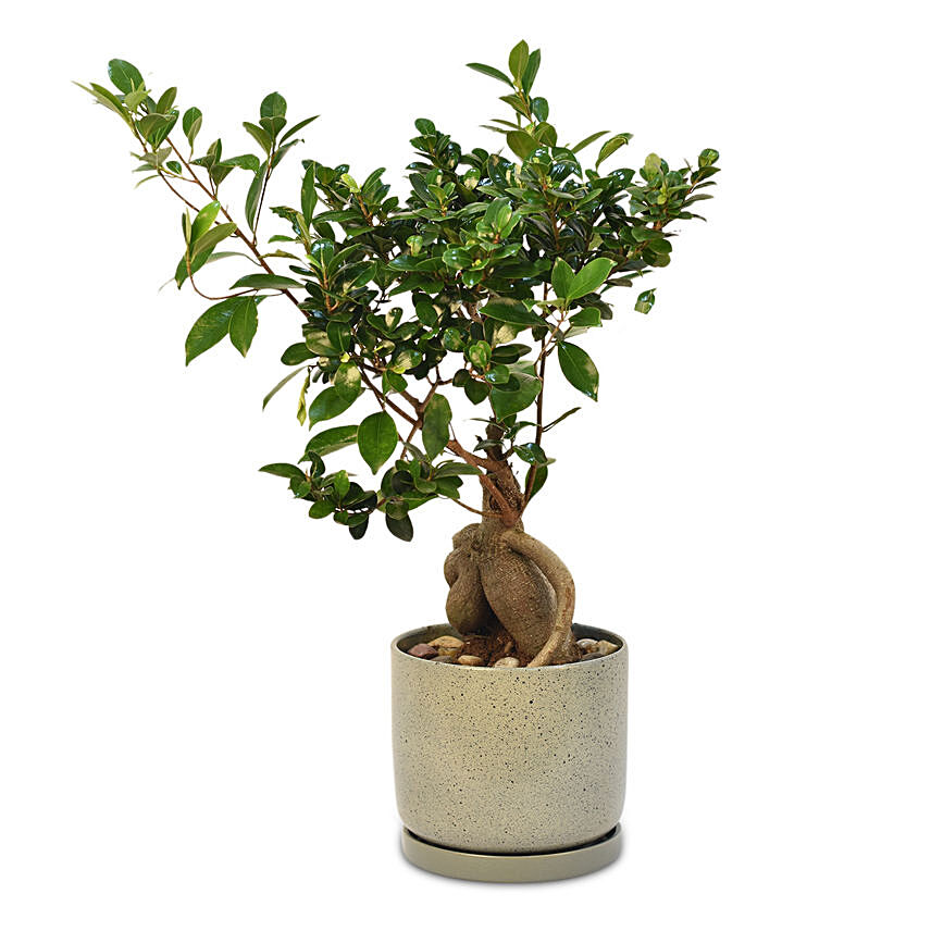 Gracious Ficus Bonsai: Birthday Gifts For Mother
