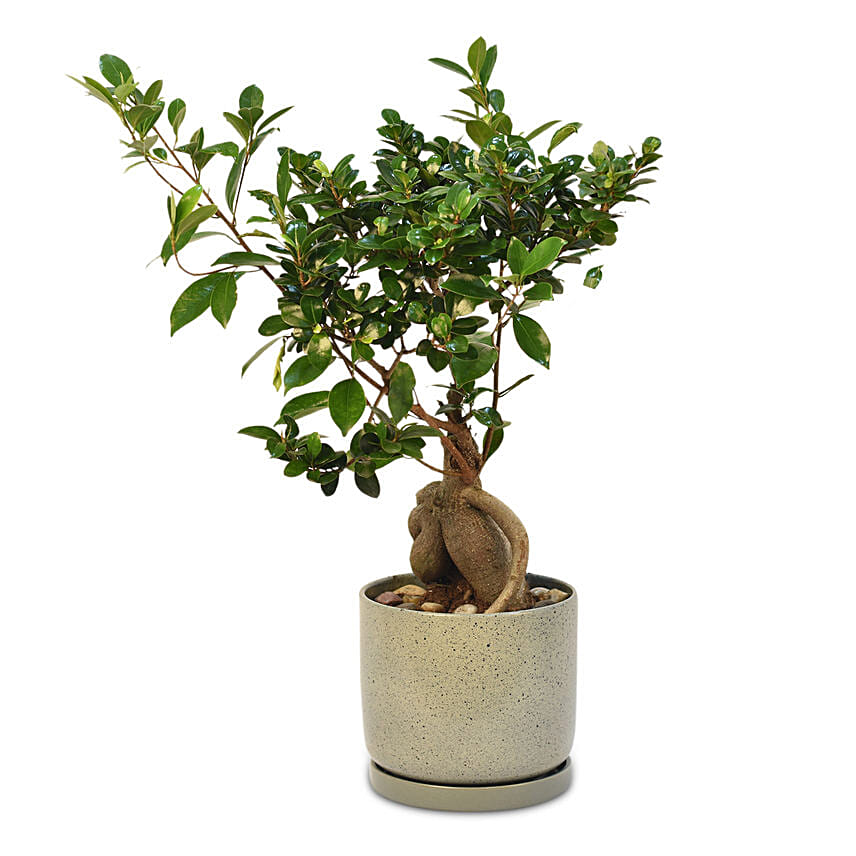 Gracious Ficus Bonsai: Bonsai Singapore