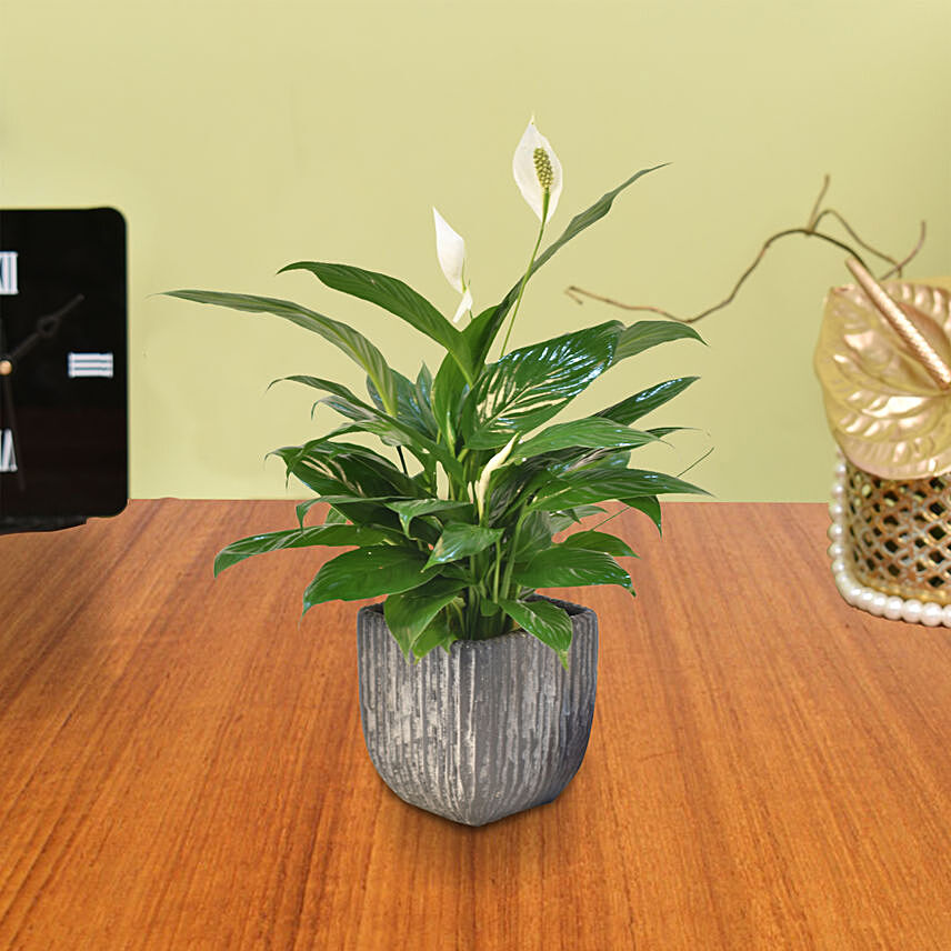 Peace Lily In Designer Pot: One Hour Delivery Singapore