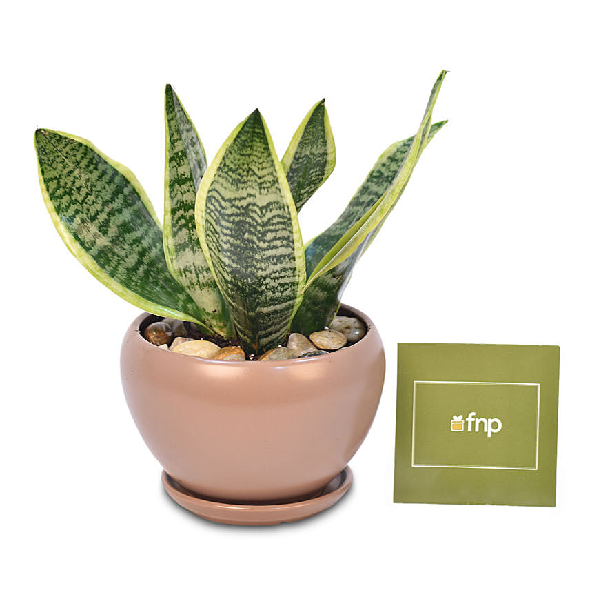 Snake Plant In Designer Pot: Mother In Law Tongue Plant