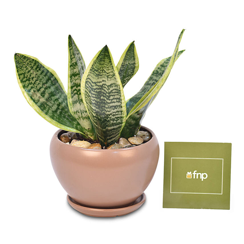 Snake Plant In Designer Pot: Mothers Day Gifts in Singapore