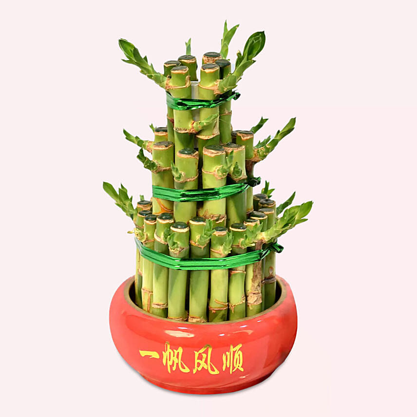 3 Layer Bamboo Plant: Bamboo Plants