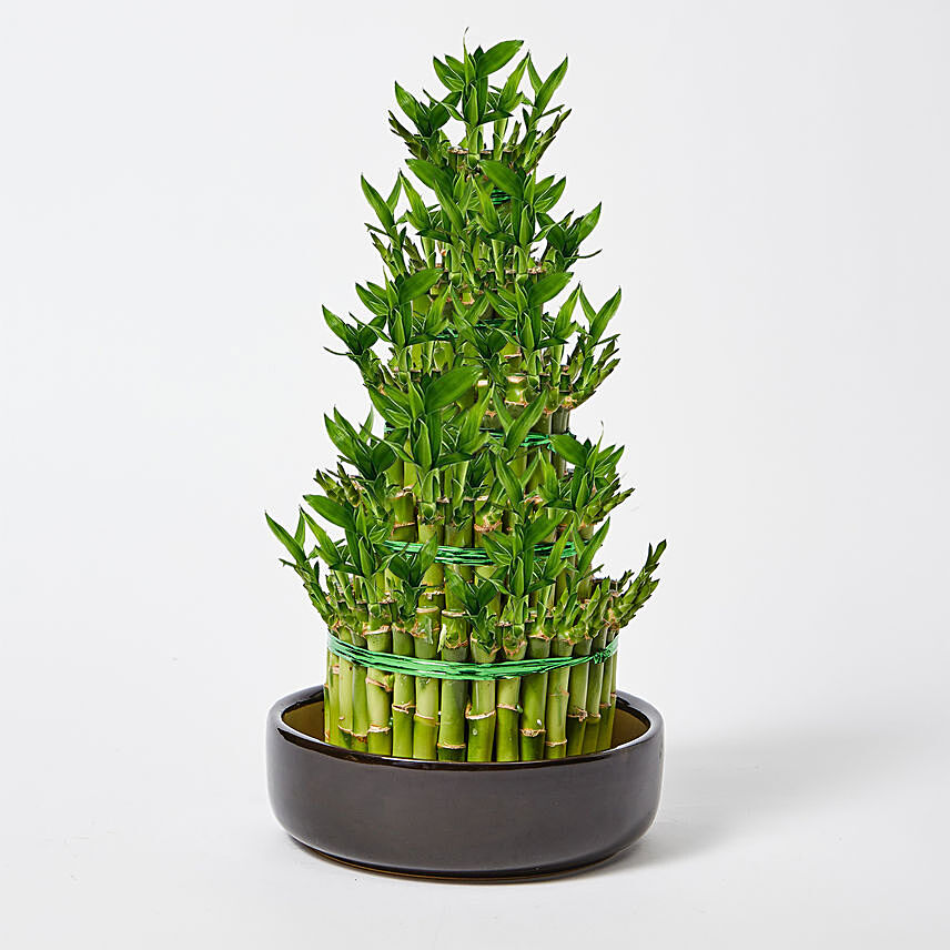 5 Layer Lucky Bamboo 36cm: CNY Gifts Singapore
