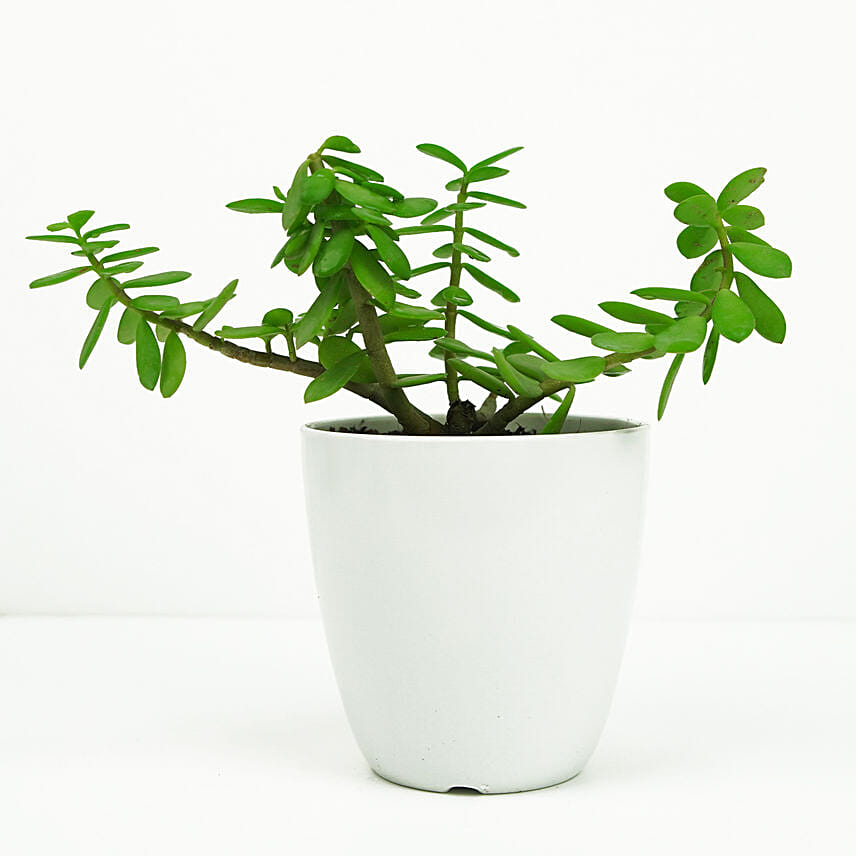 Jade In Small White Planter: 