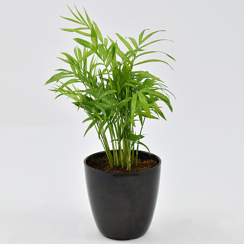 Low Maintenance Chamaedorea Plant: Plants For Anniversary Gift