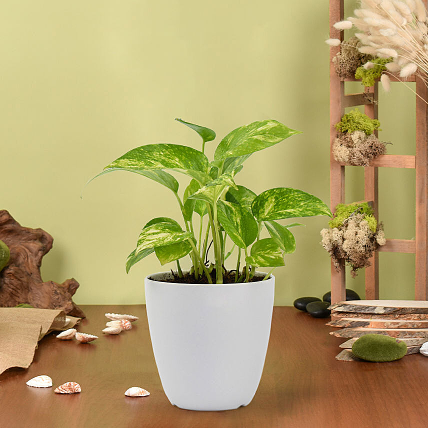 Money Plant in Deisgner Pot: One Hour Plants Delivery in Singapore 