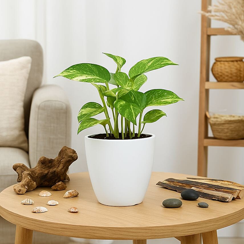 Money Plant in Deisgner Pot: Money Plant Singapore