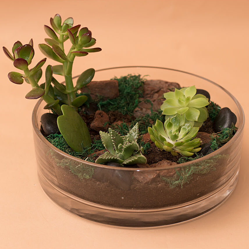 Charming Plants Platter: One Hour Gifts Delivery - Order Before 10 PM
