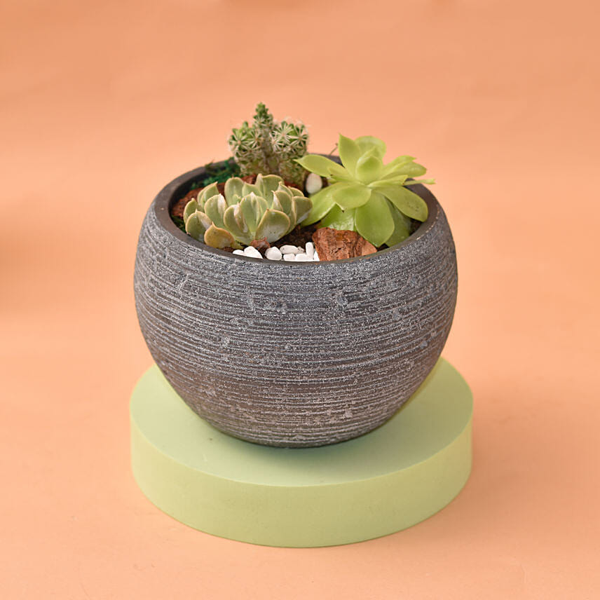 Echeveria In Designer Pot: Plants For Father's Day