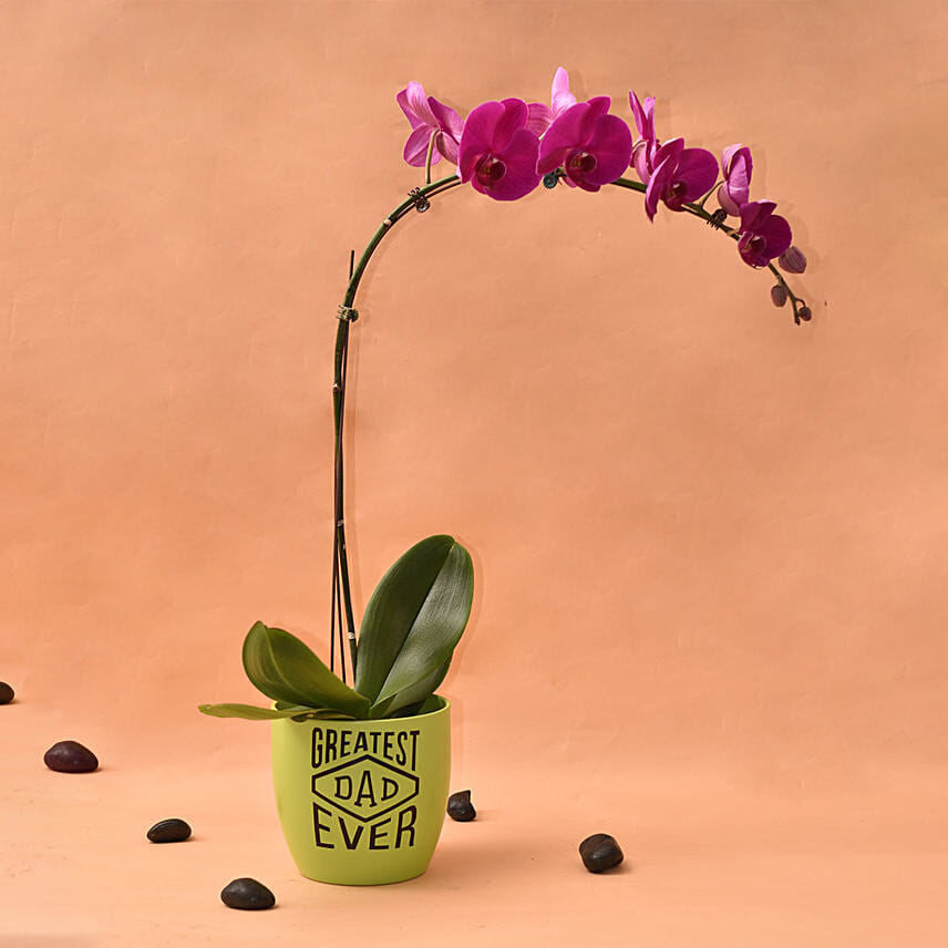 Greatest Dad Ever Orchid Plant: Plants For Father's Day