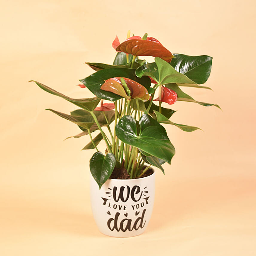 We Love You Dad Potted Anthurium Plant: Anthurium Plant