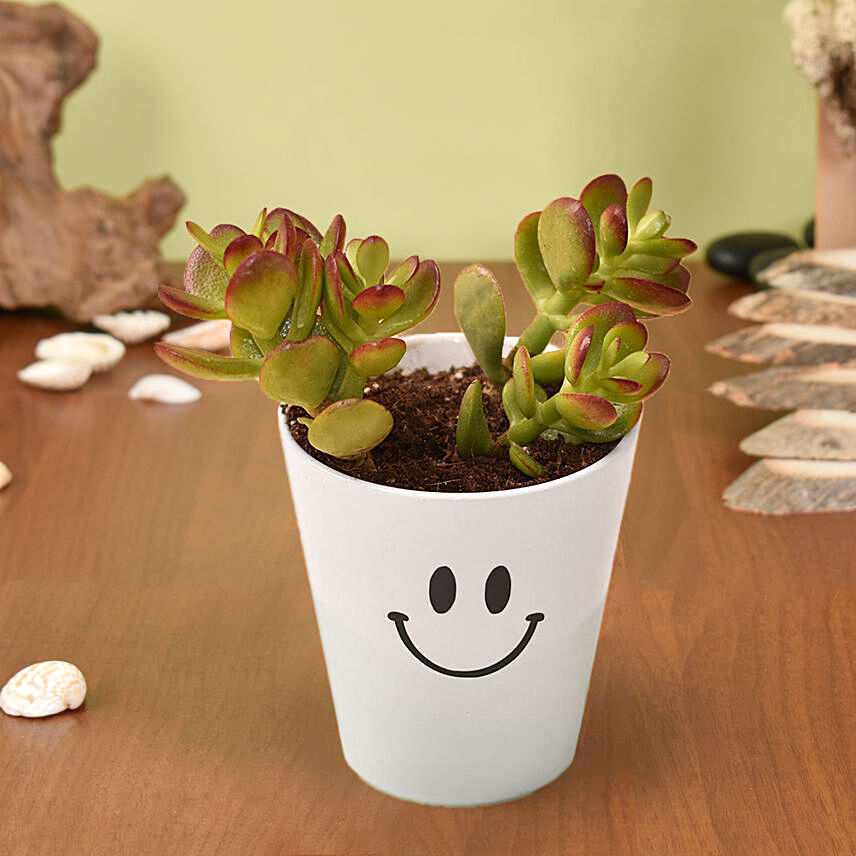Adorable Masterpiece: Plants For Father's Day