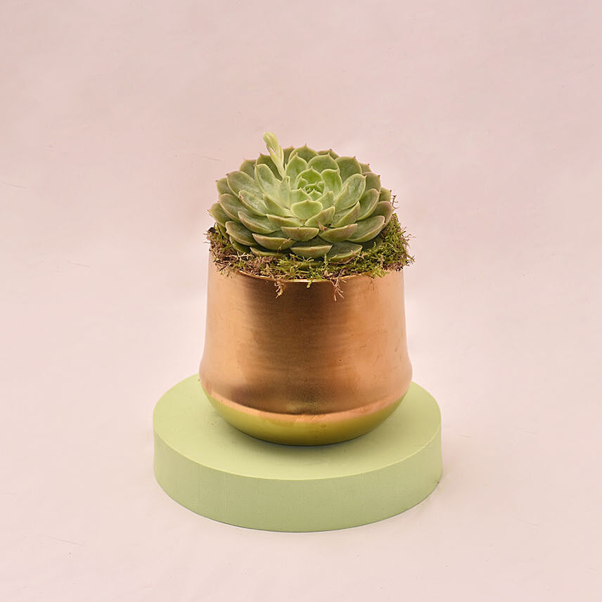 Attractive Succulent In Gloden Pot: Cactus and Succulent Plants