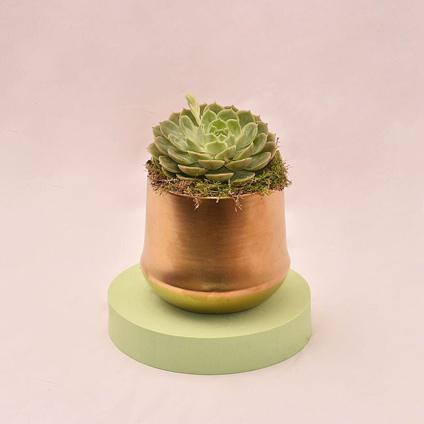 Attractive Succulent In Gloden Pot: Succulent Plants