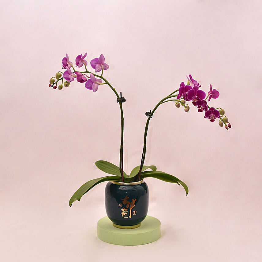 Beautiful Purple Orchid in Round Glass Vase: CNY Plants