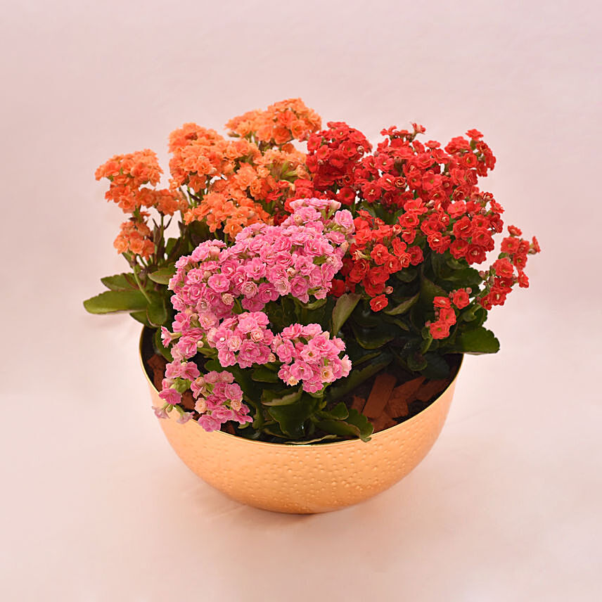 Mixed Kalanchoe Plant's in Golden Pot: Plants For Father's Day