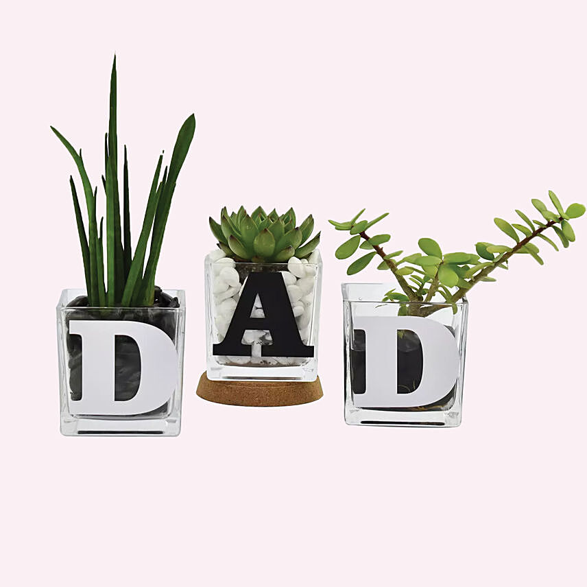 Trio Of Plants For Dad: Fathers Day Gift Ideas