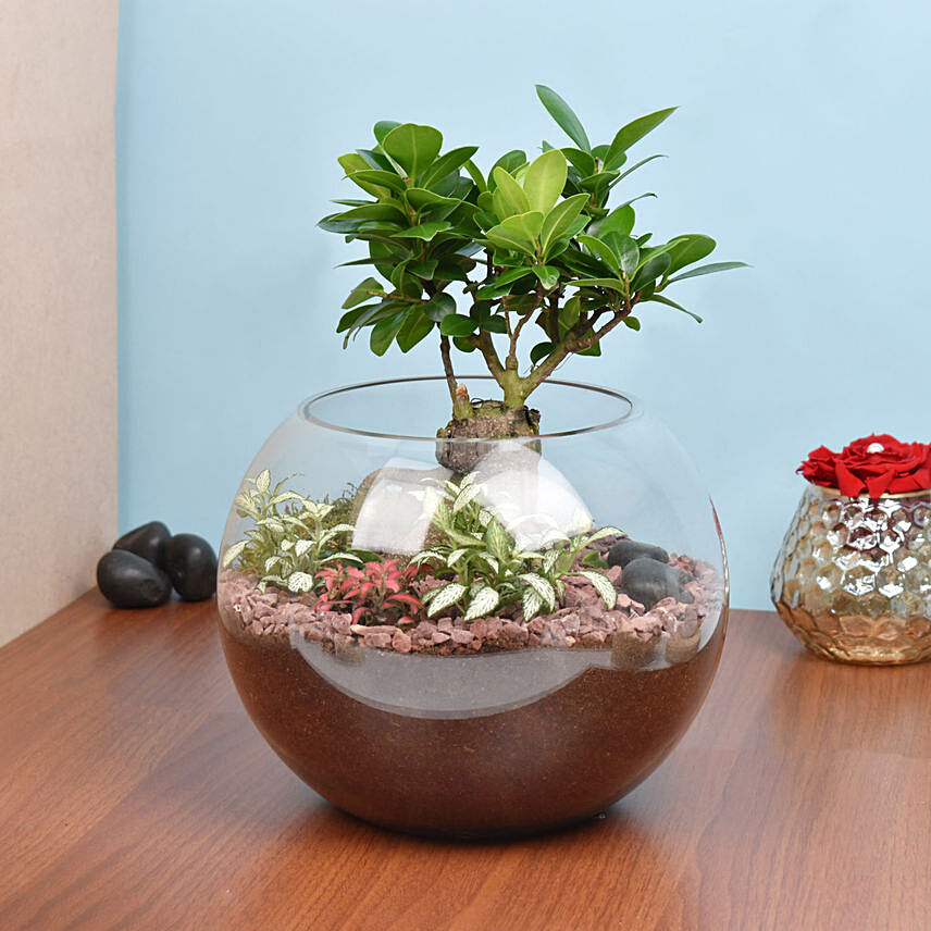 Bonsai Pot Paradise: 