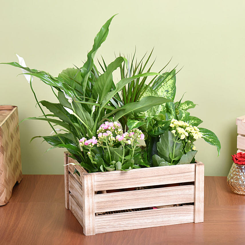 Urban Garden Plant Basket: Congratulations Gifts