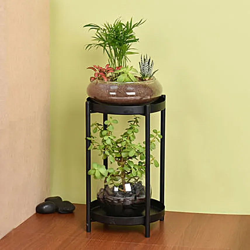 Elegant Dish Garden and Lucky Jade Plant Stand: Terrarium Plants 