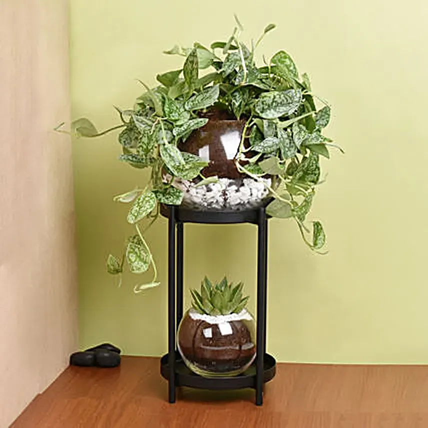 Scindapsus and Echeveria Plant Stand: Terrarium Plants