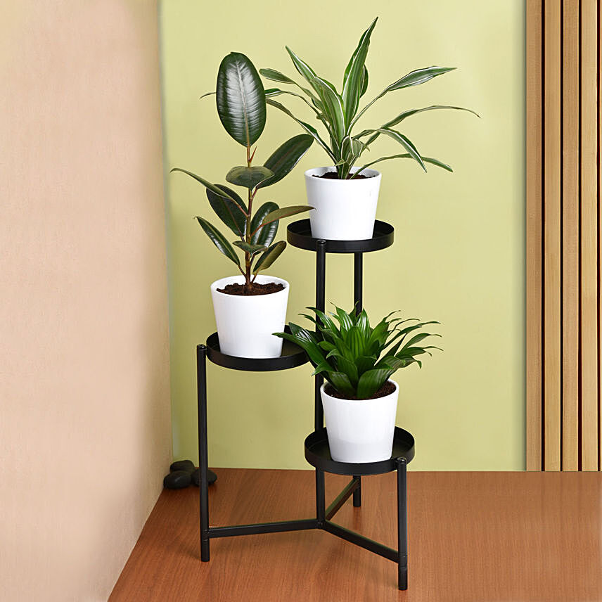 Love of Shade Plant Stand: Plant Combo Gifts