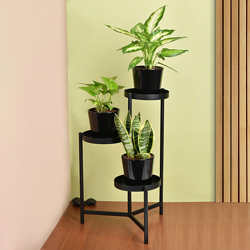 Low Maintenace Plant Decor Stand: Air Purifying Plants
