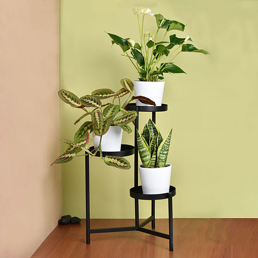 Luck and Peace Plant Stand: Plant Combo Gifts