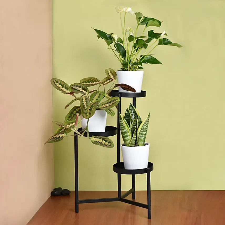 Luck and Peace Plant Stand: 