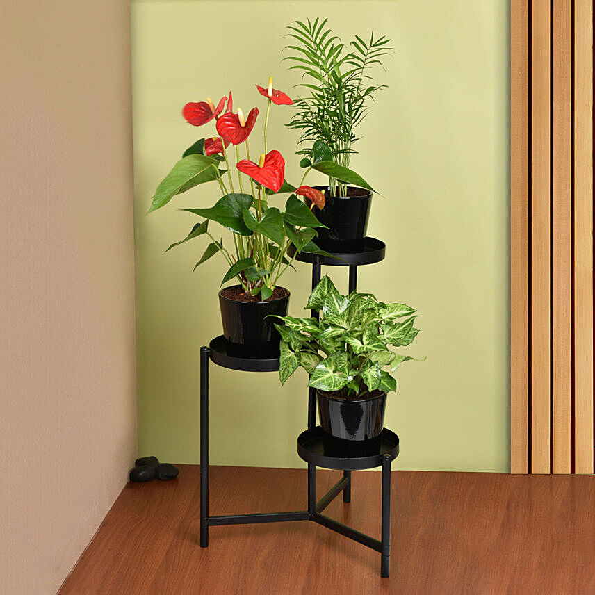 Natures Elegance Plant Stand: Last Minute Gifts Delivery Singapore