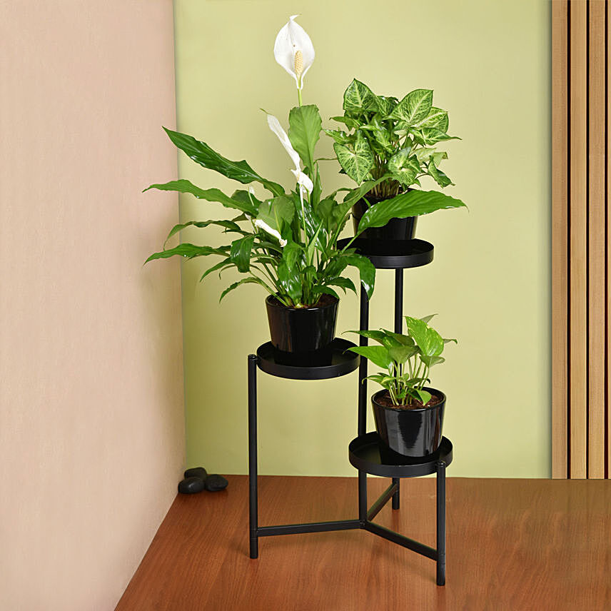 Plant Stand of Air Purifying Plants: Plant Combo Gifts