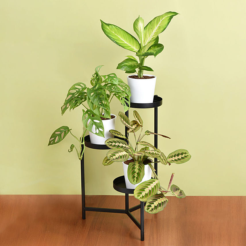 Reduce Noise And Air Pollution Plant Stand: Plant Combos