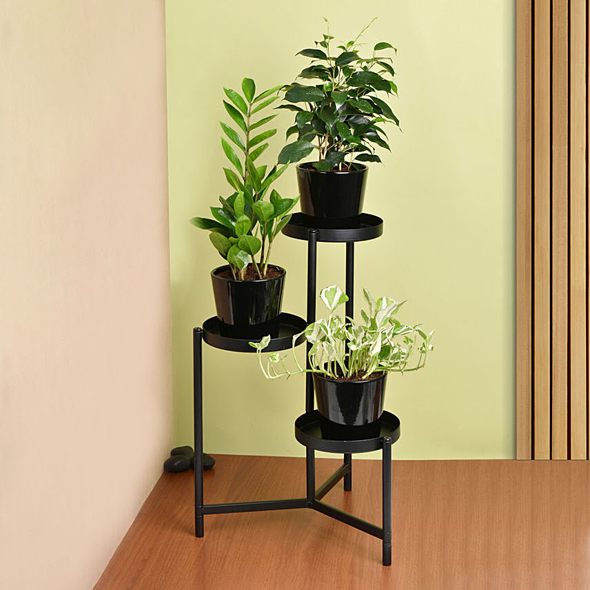 Welcome Good Luck To Home Plant Stand: Plant Combos