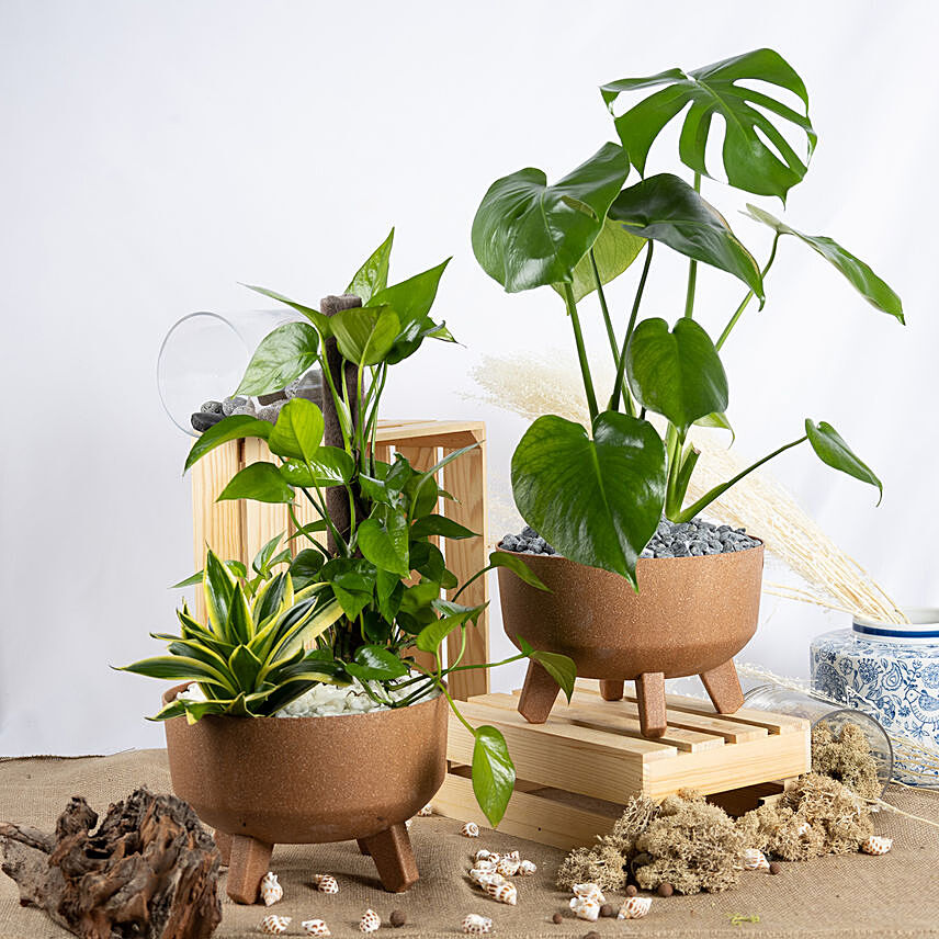 Air Purifying Plants Set: 