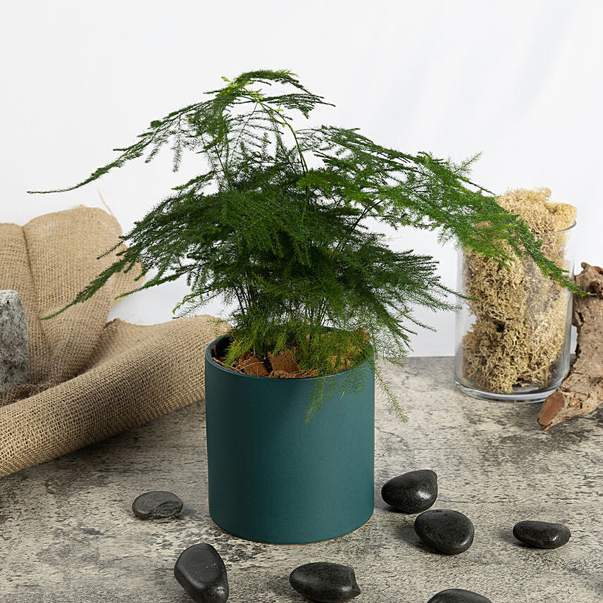 Asparagus Fern Beauty in a Pot: Plants in Singapore