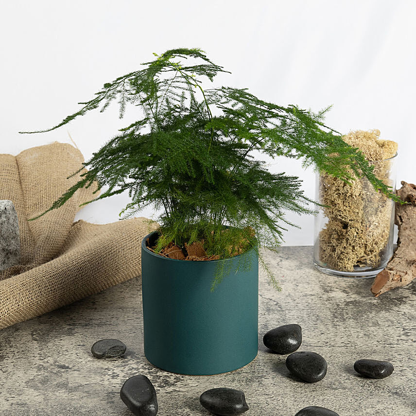 Asparagus Fern Beauty in a Pot: 