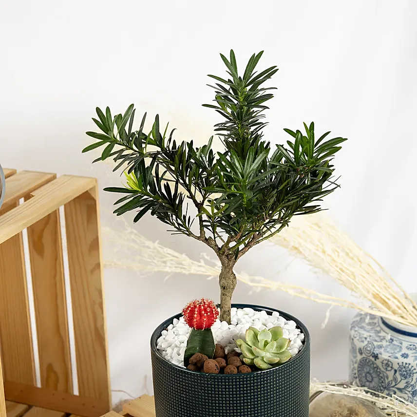 Buddhist Pine Plant Bonsai Garden: Bonsai 