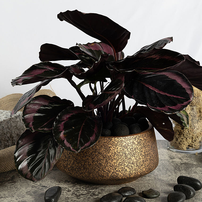 Calathea Plant in Premium Planter: Bathroom Plants Singapore
