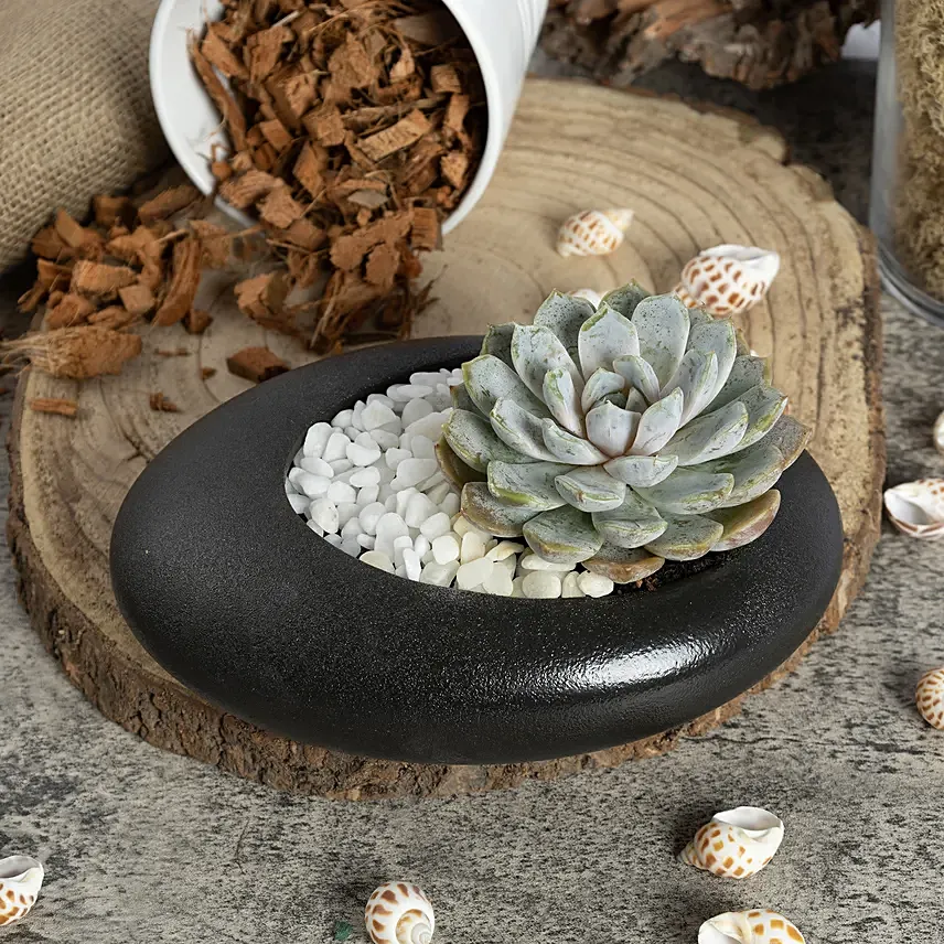 Echeveria Beauty: Plants