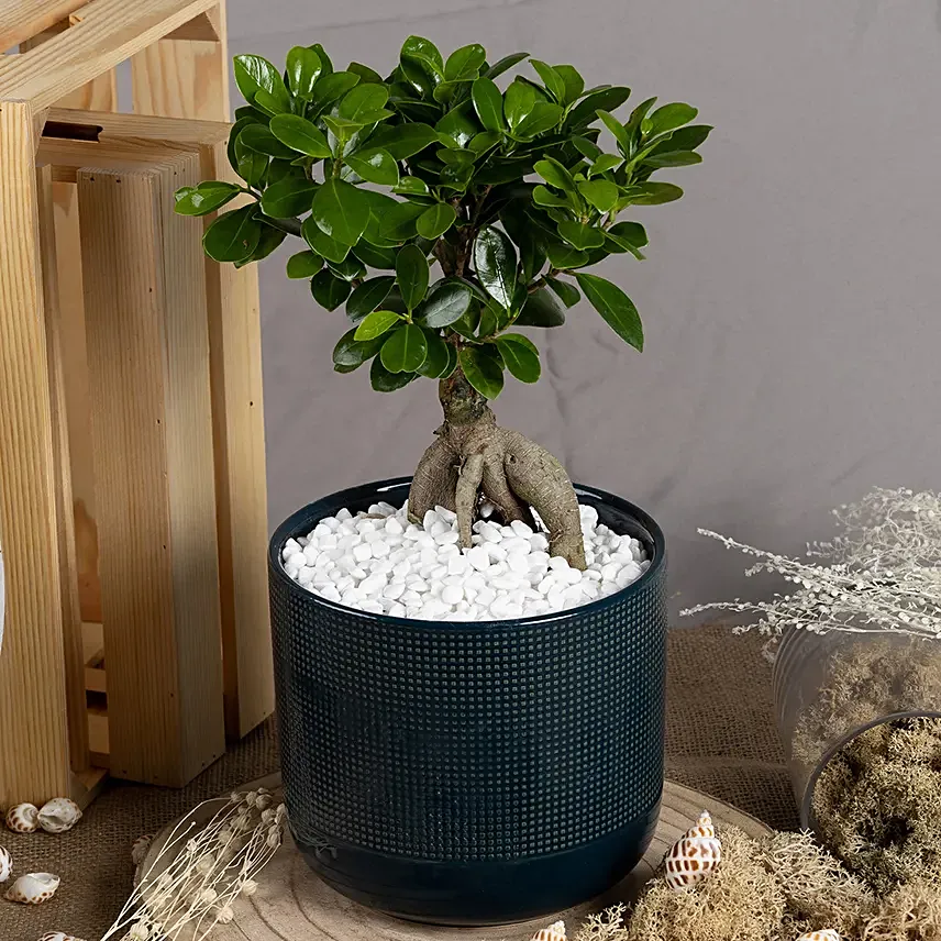 Ficus Bonsai in a Premium Planter: Plants in Singapore