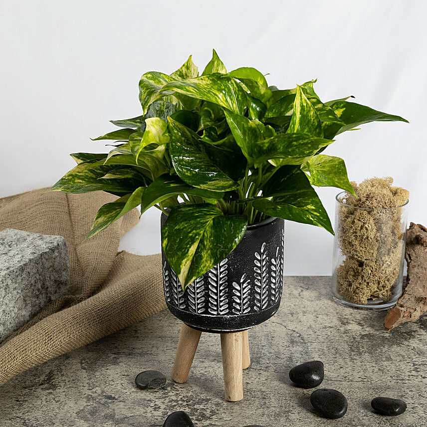 Golden Pothos in a Three legged Planter: Gift Delivery Singapore