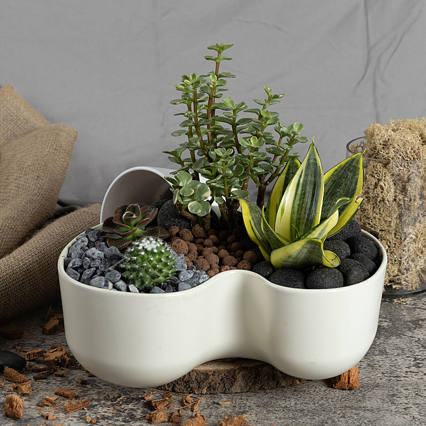 Luck and Air Purifying Dish Garden: Jade Plants