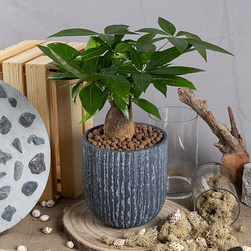 Money Tree: Plants Gifts for IWD